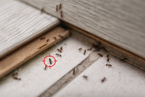 Best Insect Control  in Juarez, TX