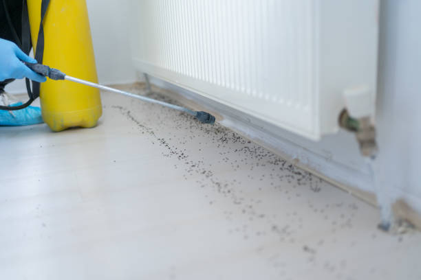 Best Cockroach Control Services  in Juarez, TX