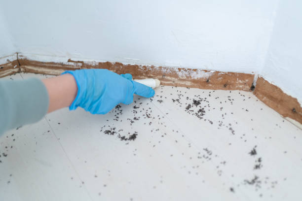 Best Best Pest Control Companies  in Juarez, TX