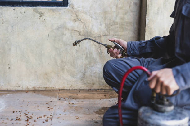 Best Wasp Removal Services  in Juarez, TX